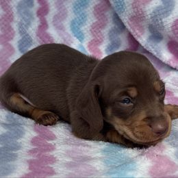 River - Chocolate and tan male Dachshund puppy in Duncanville, Alabama from Bear Creek Dachshunds