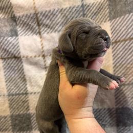 Purple collar - Blue female Great Dane puppy in Tyler, Texas from Blessed By Danes
