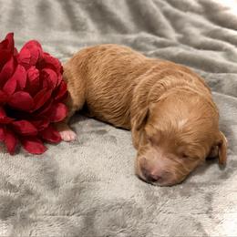 Sneezy - Red  female Goldendoodle puppy in Bradenton, Florida from Christianna’s Mini Goldendoodles