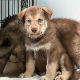 Boy 3 - male Native American Indian Dog puppy in Granby, Colorado from Turtle Island NAIDs