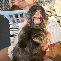 Cairn Terrier Puppies from Central Oregon Cairn Terriers