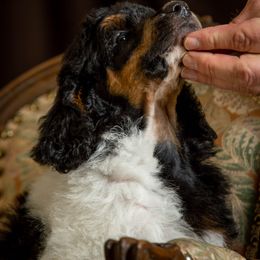 Poodle Puppies from Setting the Standard Poodles