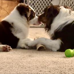 Boy 3 - Red merle male Australian Shepherd puppy in Middletown, Delaware from Everline Aussies
