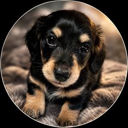 Meet Mr. Maverick - Piebald male Dachshund puppy in Proctor, Montana from Blue Star Dachshunds