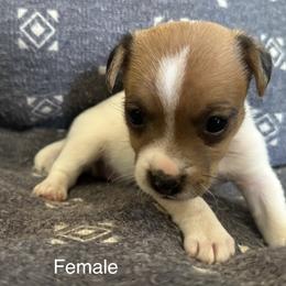 Jack Russell Terrier All Grown Up from Tuff Country Farm
