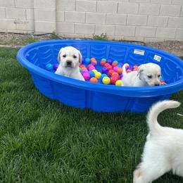 Labrador Retriever Puppies from Luvable AZ Labs