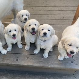 Golden Retriever Puppies from Dewey Creek Goldens