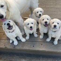 Golden Retriever Puppies from Dewey Creek Goldens