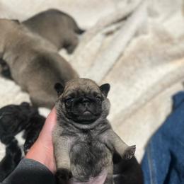 Maple - Fawn female Pug puppy in Grants Pass, Oregon from Malta Pugs