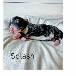 Bernedoodle Puppies from Valley Farm Doodles
