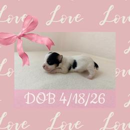 Amber Rose - Parti female Yorkshire Terrier puppy in Carencro, Louisiana from Ledet’s Yorkies