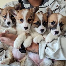 Pembroke Welsh Corgi Puppies from PBJ Corgis