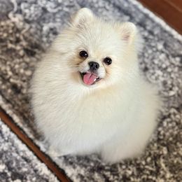 Chance - Pomeranian