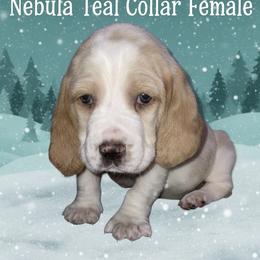 Teal Collar - Lemon and white female Basset Hound puppy in Callao, Virginia from Walk The Line Basset Hounds