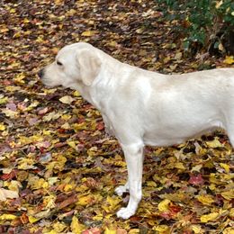Skye - Labrador Retriever