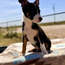 Venture - Tri-color male Border Collie puppy in Odessa, Texas from High Velocity Stockdogs