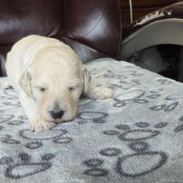 Cassie - White female Poodle puppy in Aurora, Colorado from Simply Amazing Doodles