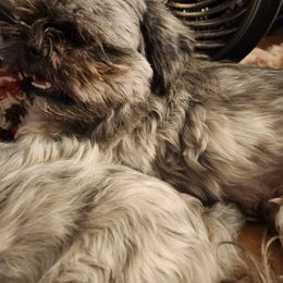 Sable - Shih Tzu