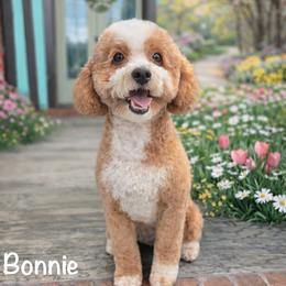 Bonnie Grace - Goldendoodle