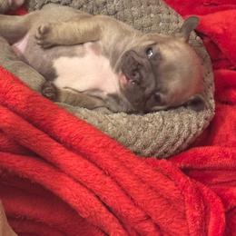 Rosie - Blue fawn female French Bulldog puppy in Joplin, Missouri from Midwest Beautiful Frenchies