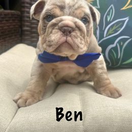 Boy 1 - Lilac tri-color male Bulldog puppy in Sodus, New York from Upstate NY French & English Bulldogs