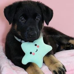 Adelaide - Black and cream female German Shepherd puppy in De Land, Florida from 3B’s Animal Artistry