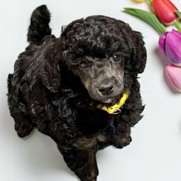 Yellow - Phantom female Poodle puppy in Simms, Texas from Donna’s Aussies & Pink Heart Poodles