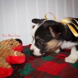 Pembroke Welsh Corgi Puppies from Foxie Moxie Corgis LLC
