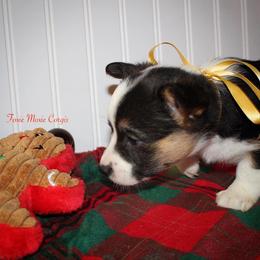 Pembroke Welsh Corgi Puppies from Foxie Moxie Corgis LLC