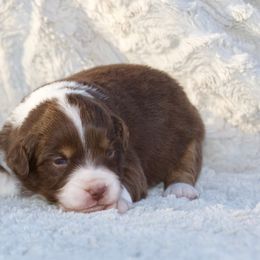 Sweet Potato - Red tri-color female Miniature American Shepherd puppy in Stephenville, Texas from Diamond H Aussies