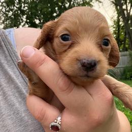 Red girl - Red female Dachshund puppy in Cattaraugus County, New York from H&C’s Dachshunds and Retrievers