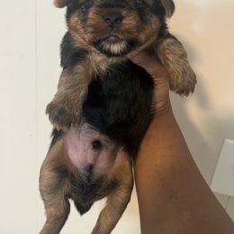 Princeton traditional male(2000) - Black and tan male Yorkipoo puppy in Gastonia, North Carolina from Precious pups dynasty kennel