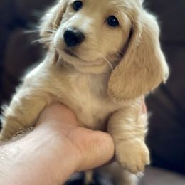 Dachshund Puppies from LovelylilDoxies