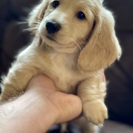 Dachshund Puppies from LovelylilDoxies