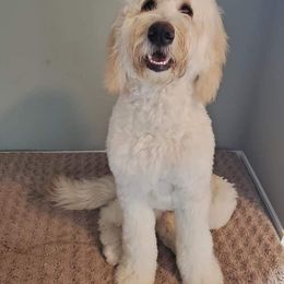 Kimber - Goldendoodle