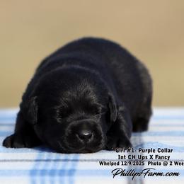 Girl 1 - Black female Labrador Retriever puppy in Point, Texas from Lakylu Kennels
