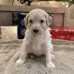 Teal - Cream male Goldendoodle puppy in Tecumseh, Nebraska from Down South Doodles