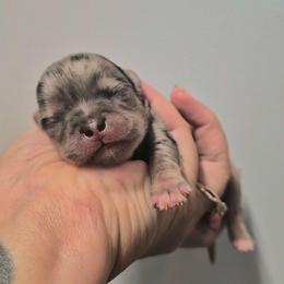 AKC Aegon - Merle male Chihuahua puppy in Silver Summit, Utah from Snow Peak Kennel