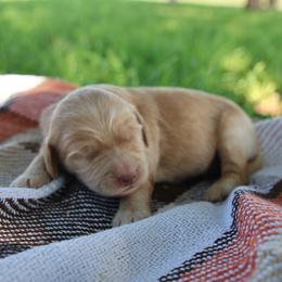 Honey - Apricot female Goldendoodle puppy in Hobbs, New Mexico from Goldie Locks Golden Retrievers & Doodles