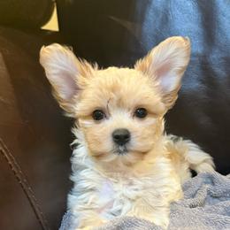 Radar - Champagne male Maltipoo puppy in Lancaster, South Carolina from 3 Bs Havanese-PUPPIES with  PURPOSE