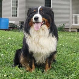 Tanner - Australian Shepherd