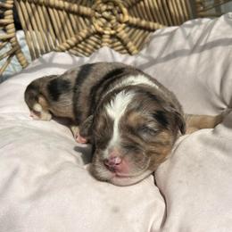 Hudson - Blue merle male Australian Shepherd puppy in Grants Pass, Oregon from Carmel Mountain Aussies