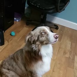Australian Shepherd Puppies from Johnson Aussies