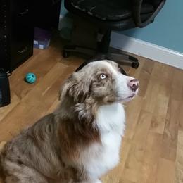 Australian Shepherd Puppies from Johnson Aussies
