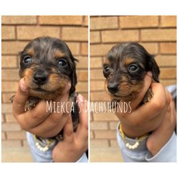 Patch - Dapple male Dachshund puppy in Orem, Utah from Miekca’s Dachshunds