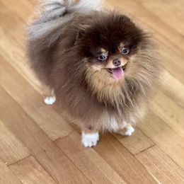 Tea tea - Chocolate and tan female Pomeranian puppy in Canandaigua, New York from Fingerlakes Pomeranians