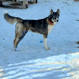Wiconi - Native American Indian Dog