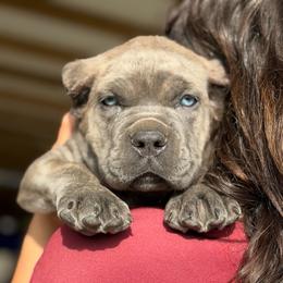 Poseidon - Gray brindle male Cane Corso puppy in Sandia, Texas from OneTime Cane Corso