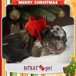 KITKAT - Brown merle female Aussiedoodle puppy in Houston, Texas from Jomelkin Furry Pals