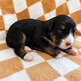 Danny - Tri-color male Bernedoodle puppy in Holden, Missouri from Mid-West Bernedoodles